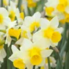 Narcissus 'Golden Echo' -UK Garden Plants Sales 2024 narcissus golden echo 1