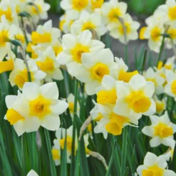Narcissus 'Golden Echo' -UK Garden Plants Sales 2024 narcissus golden echo 2 scaled