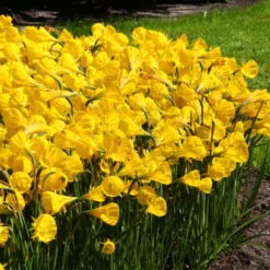 Narcissus 'Golden Bells' 16 Narcissus 'Golden Bells' -UK Garden Plants Sales 2024 narcissus golden oxford 5 scaled