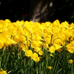 Narcissus 'Golden Bells' 23 Narcissus 'Golden Bells' -UK Garden Plants Sales 2024 narcissus golden oxford 6 scaled