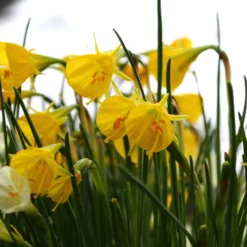 Narcissus 'Golden Bells' 20 Narcissus 'Golden Bells' -UK Garden Plants Sales 2024 narcissus golden oxford 7 scaled