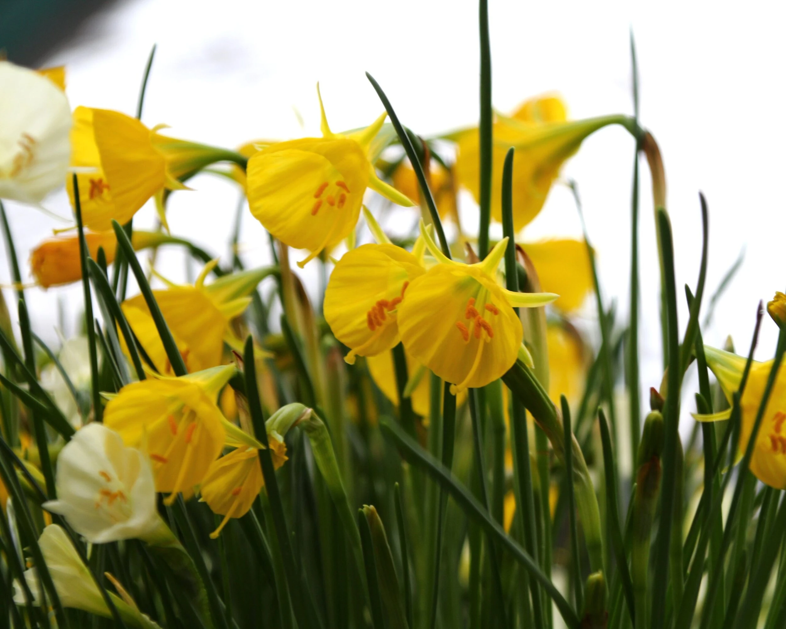 Narcissus 'Golden Bells' 10 Narcissus 'Golden Bells' - Image 8