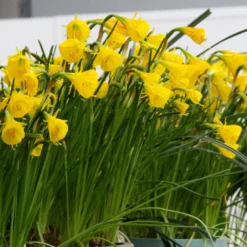 Narcissus 'Golden Bells' 17 Narcissus 'Golden Bells' -UK Garden Plants Sales 2024 narcissus golden oxford 8