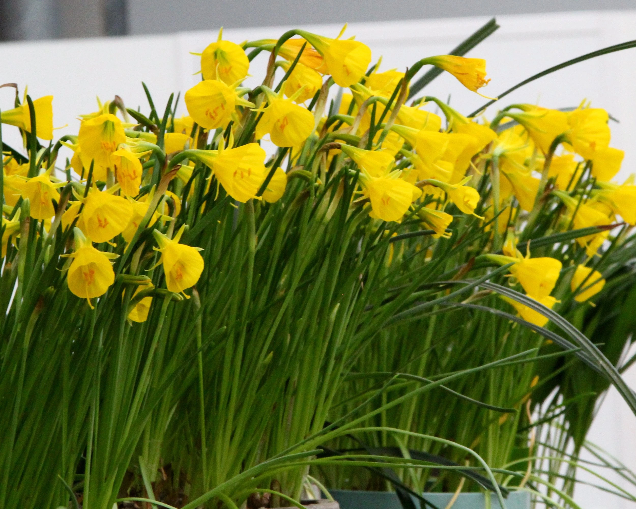 Narcissus 'Golden Bells' 7 Narcissus 'Golden Bells' - Image 5