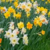 Narcissus 'Harlequin Mix' 1 Narcissus 'Harlequin Mix' -UK Garden Plants Sales 2024 narcissus harlequin mixed 1