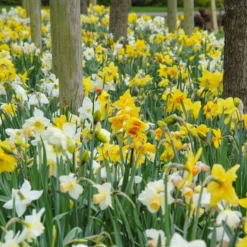 Narcissus 'Harlequin Mix' -UK Garden Plants Sales 2024 narcissus harlequin mixed 2