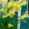 Narcissus 'Hawera'