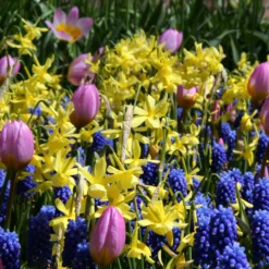 Narcissus 'Hawera' -UK Garden Plants Sales 2024 narcissus hawera 2 19d1f6c3 a176 4196 8969 251d7468ec0f