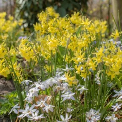 Narcissus 'Hawera' -UK Garden Plants Sales 2024 narcissus hawera 3
