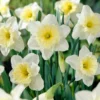 Narcissus 'Ice Follies' -UK Garden Plants Sales 2024 narcissus ice follies 0