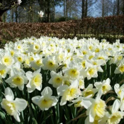 Narcissus 'Ice Follies' -UK Garden Plants Sales 2024 narcissus ice follies 1