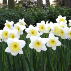 Narcissus 'Ice Follies' -UK Garden Plants Sales 2024 narcissus ice follies 2 5c3120ad be98 439a a7e9 b8dfaafa98d0