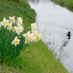 Narcissus 'Ice Follies' -UK Garden Plants Sales 2024 narcissus ice follies 3