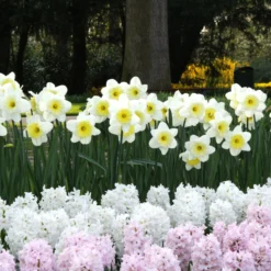 Narcissus 'Ice Follies' -UK Garden Plants Sales 2024 narcissus ice follies 3 1e72ceb5 d50e 4179 8976 b7d7c2bb83d6