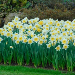 Narcissus 'Ice Follies' -UK Garden Plants Sales 2024 narcissus ice follies 5