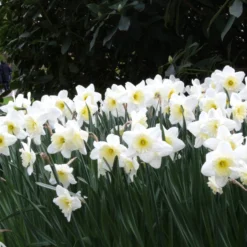Narcissus 'Ice Follies' -UK Garden Plants Sales 2024 narcissus ice follies 6