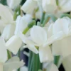 Narcissus 'Ice Wings' -UK Garden Plants Sales 2024 narcissus ice wings 0