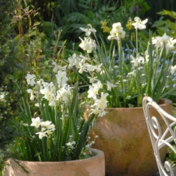 Narcissus 'Ice Wings' 8 Narcissus 'Ice Wings' -UK Garden Plants Sales 2024 narcissus ice wings 2