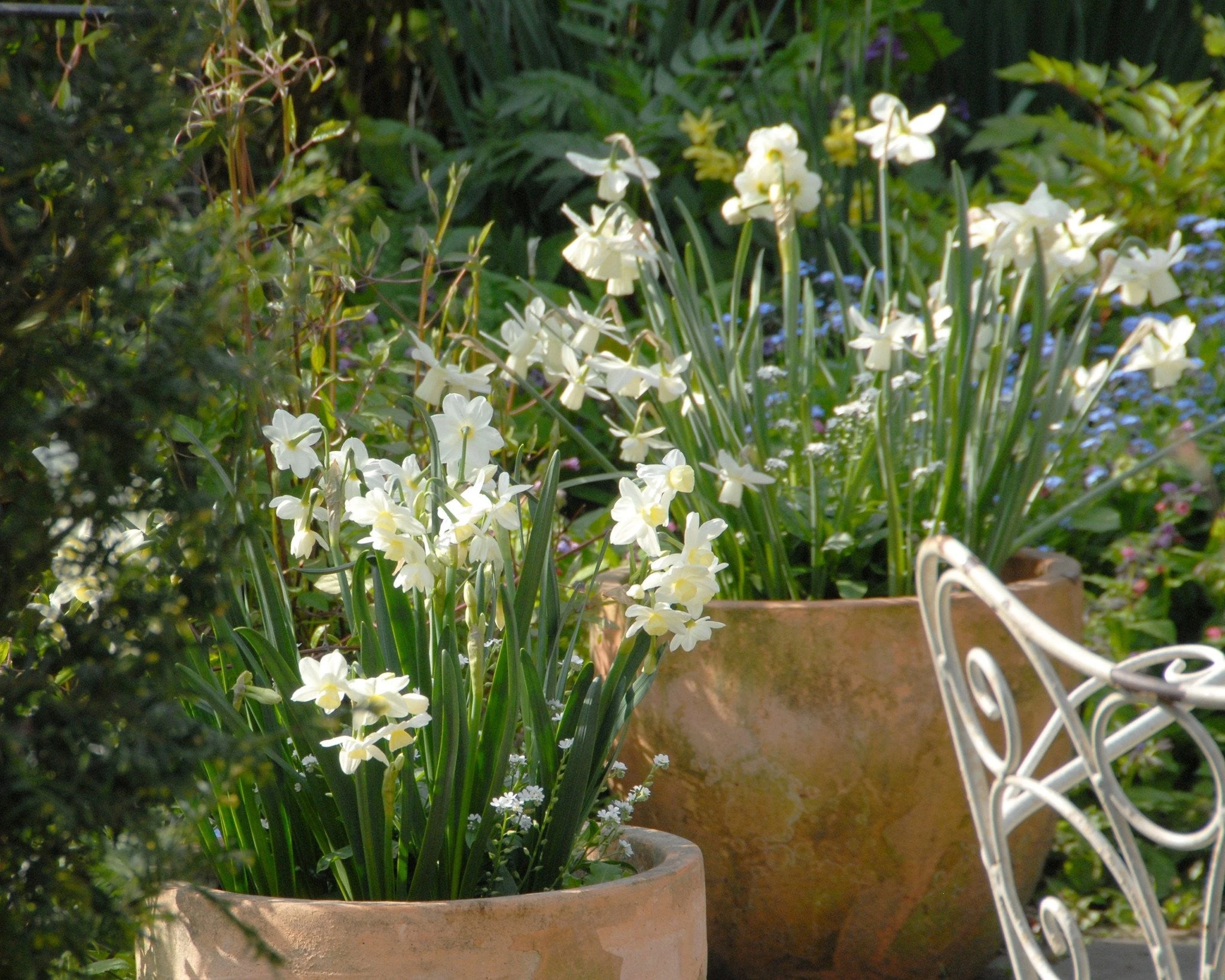 Narcissus 'Ice Wings' 5 Narcissus 'Ice Wings' - Image 3