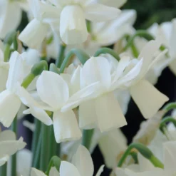 Narcissus 'Ice Wings' 9 Narcissus 'Ice Wings' -UK Garden Plants Sales 2024 narcissus ice wings 3