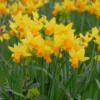Narcissus 'Jetfire' -UK Garden Plants Sales 2024 narcissus jetfire 1