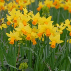 Narcissus 'Jetfire'