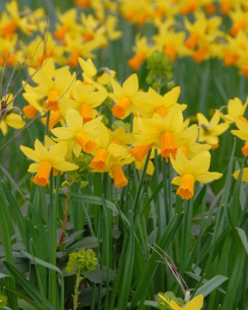 Narcissus 'Jetfire' -UK Garden Plants Sales 2024 narcissus jetfire 1