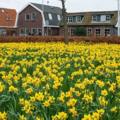 Narcissus 'Jetfire' -UK Garden Plants Sales 2024 narcissus jetfire 3