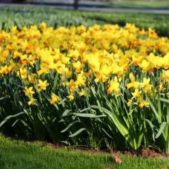 Narcissus 'Jetfire' -UK Garden Plants Sales 2024 narcissus jetfire 3 8ac71bee b772 4a84 bc02 7a140a114db5