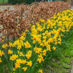 Narcissus 'Jetfire' -UK Garden Plants Sales 2024 narcissus jetfire 4