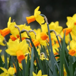 Narcissus 'Jetfire' -UK Garden Plants Sales 2024 narcissus jetfire 4 ea19b489 cf67 436a 8f82 34ff7217efbc