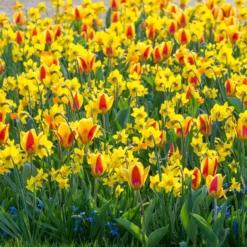 Narcissus 'Jetfire' -UK Garden Plants Sales 2024 narcissus jetfire 5