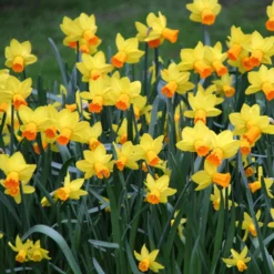Narcissus 'Jetfire' -UK Garden Plants Sales 2024 narcissus jetfire 5 6cacae2c e10e 46a6 97ba 83d6397954a2