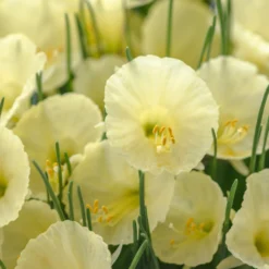 Narcissus 'Julia Jane' 17 Narcissus 'Julia Jane' -UK Garden Plants Sales 2024 narcissus julia jane 1 scaled