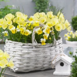 Narcissus 'Julia Jane' 19 Narcissus 'Julia Jane' -UK Garden Plants Sales 2024 narcissus julia jane 10