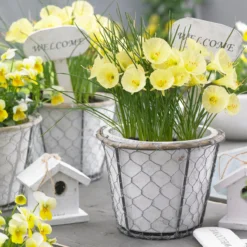 Narcissus 'Julia Jane' 15 Narcissus 'Julia Jane' -UK Garden Plants Sales 2024 narcissus julia jane 11
