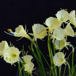 Narcissus 'Julia Jane' 16 Narcissus 'Julia Jane' -UK Garden Plants Sales 2024 narcissus julia jane 2