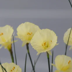 Narcissus 'Julia Jane' 18 Narcissus 'Julia Jane' -UK Garden Plants Sales 2024 narcissus julia jane 3 scaled