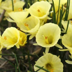 Narcissus 'Julia Jane' 20 Narcissus 'Julia Jane' -UK Garden Plants Sales 2024 narcissus julia jane 5