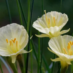 Narcissus 'Julia Jane' 21 Narcissus 'Julia Jane' -UK Garden Plants Sales 2024 narcissus julia jane 6 scaled