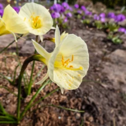 Narcissus 'Julia Jane' 22 Narcissus 'Julia Jane' -UK Garden Plants Sales 2024 narcissus julia jane 7 scaled