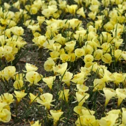 Narcissus 'Julia Jane' 23 Narcissus 'Julia Jane' -UK Garden Plants Sales 2024 narcissus julia jane 8 scaled