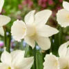 Narcissus 'Lady Madonna' 2 Narcissus 'Lady Madonna' -UK Garden Plants Sales 2024 narcissus lady madonna 6
