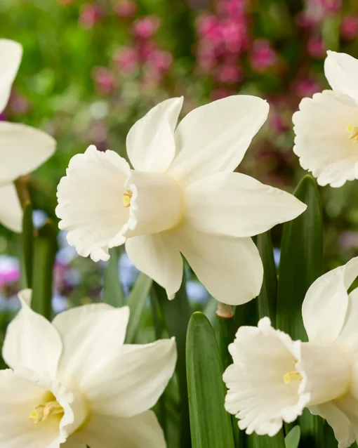 Narcissus 'Lady Madonna' -UK Garden Plants Sales 2024 narcissus lady madonna 6