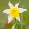 Narcissus Lobularis 2 Narcissus Lobularis -UK Garden Plants Sales 2024 narcissus lobularis 0