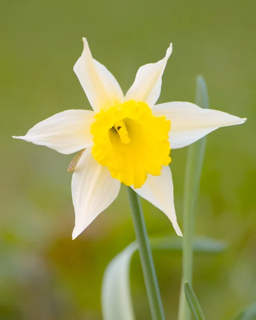 Narcissus Lobularis -UK Garden Plants Sales 2024 narcissus lobularis 0