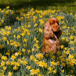 Narcissus Lobularis 13 Narcissus Lobularis -UK Garden Plants Sales 2024 narcissus lobularis 1 scaled
