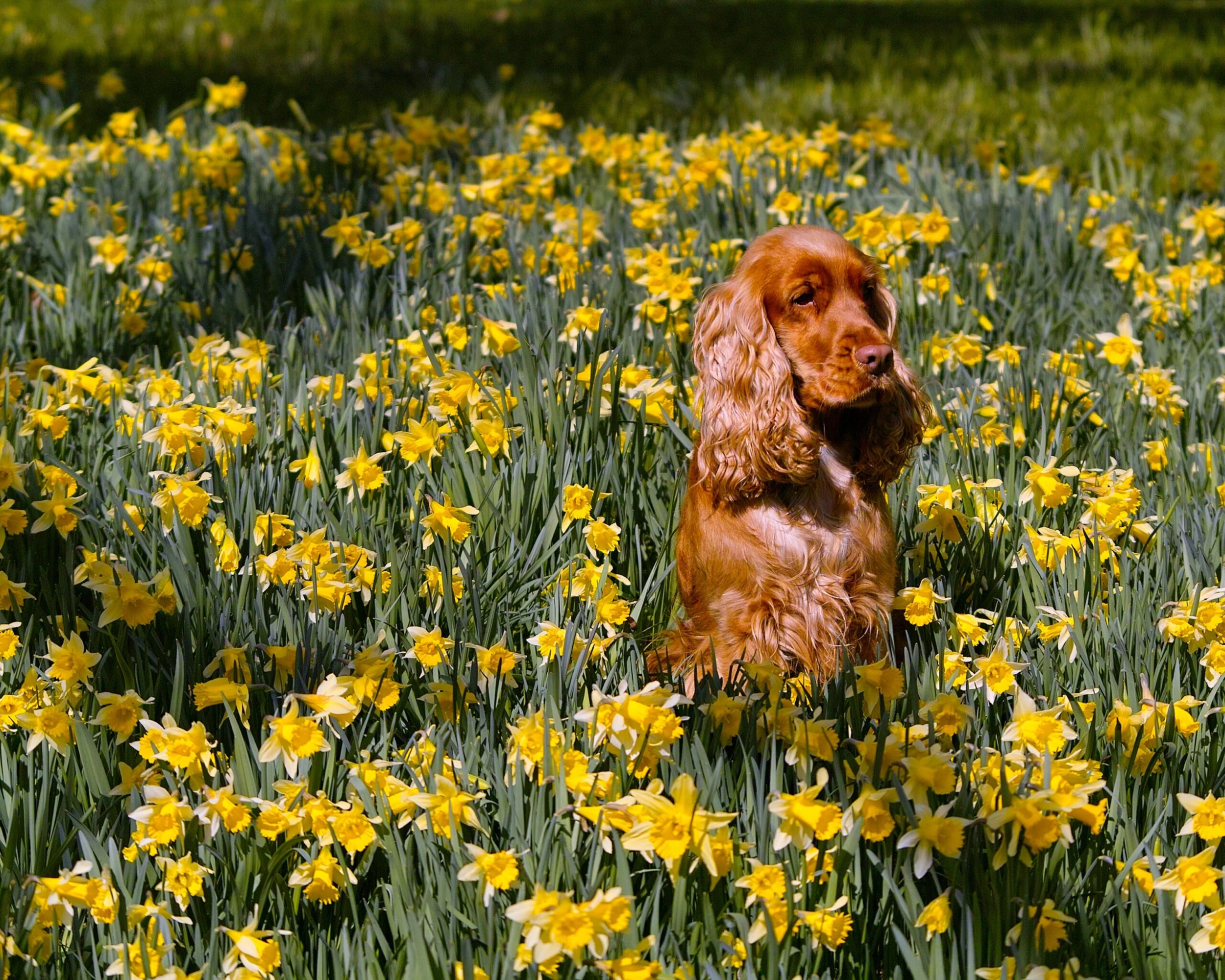 Narcissus Lobularis 6 Narcissus Lobularis - Image 4