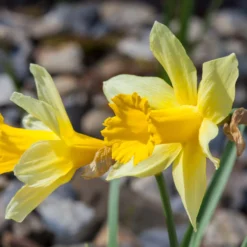 Narcissus Lobularis 16 Narcissus Lobularis -UK Garden Plants Sales 2024 narcissus lobularis 2 scaled