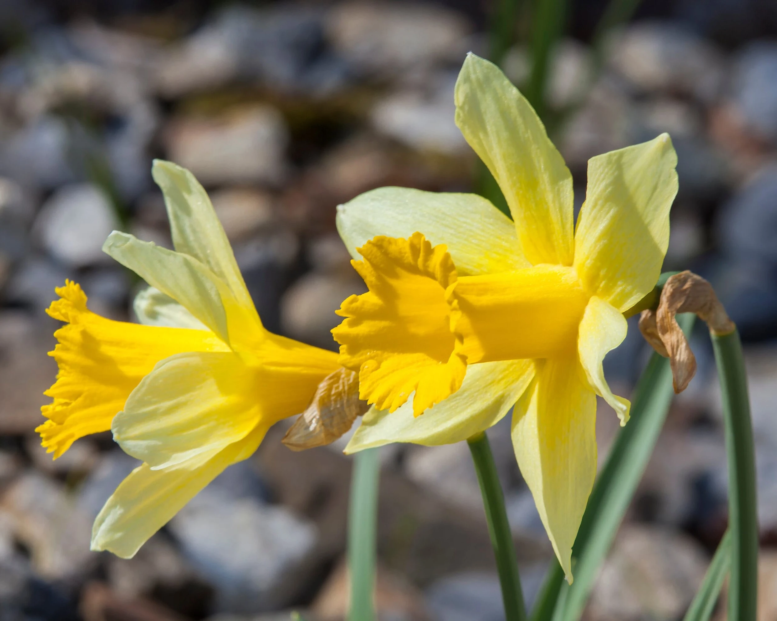 Narcissus Lobularis 9 Narcissus Lobularis - Image 7